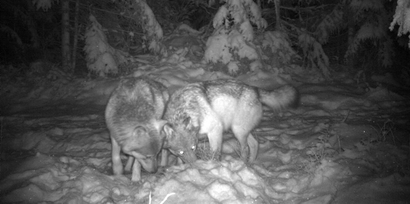 Har påvist 67-74 ulver i Norge